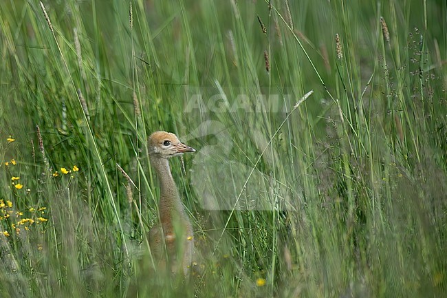 Young Common Crane (Grus grus), side view of chick in high grass in Finland. stock-image by Agami/Kari Eischer,