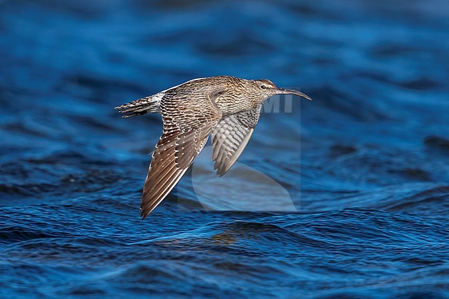 Adult Eurasian Whimbrel (Numenius phaeopus phaeopus) flying over the Iwik beach in Banc d'Arguin, Mauritania. stock-image by Agami/Vincent Legrand,