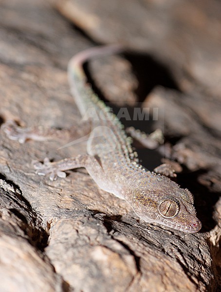 Al-Kiyumi’s Gecko (Hemidactylus alkiyumii) taken the 01/03/2023 at Salalah - Oman. stock-image by Agami/Nicolas Bastide,
