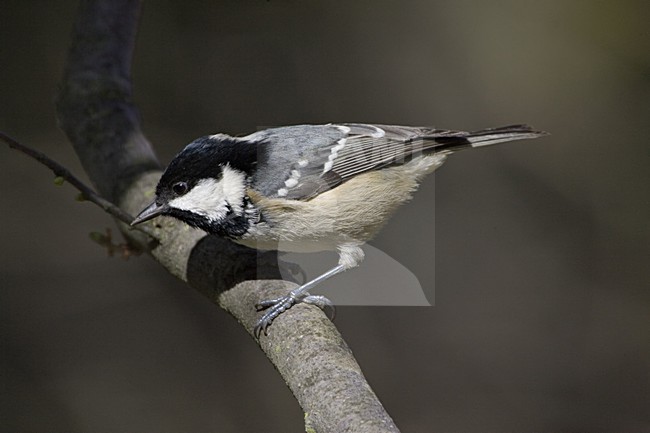 Coal Tit perched in a tree; Zwarte Mees zittend in een boom stock-image by Agami/Daniele Occhiato,
