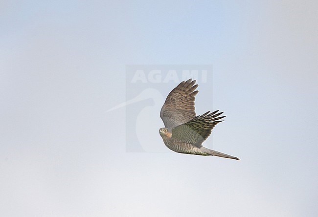  stock-image by Agami/Arie Ouwerkerk,