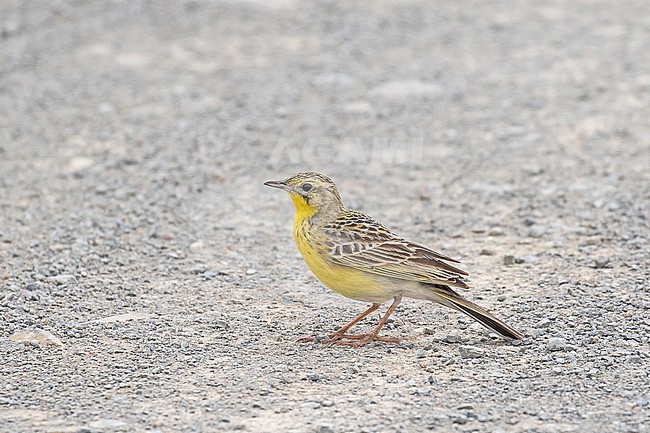Yellow-breasted Pipit (Anthus chloris) in South Africa. stock-image by Agami/Pete Morris,