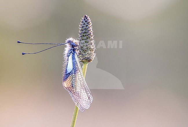 Owly sulpher at sunrise. The owlfly belongs to the order Neuroptera, which also includes the antlion and the green lacewing. stock-image by Agami/Onno Wildschut,