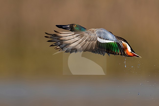 Male Northern Shoveler, Spatula clypeata,  in Italy. stock-image by Agami/Daniele Occhiato,