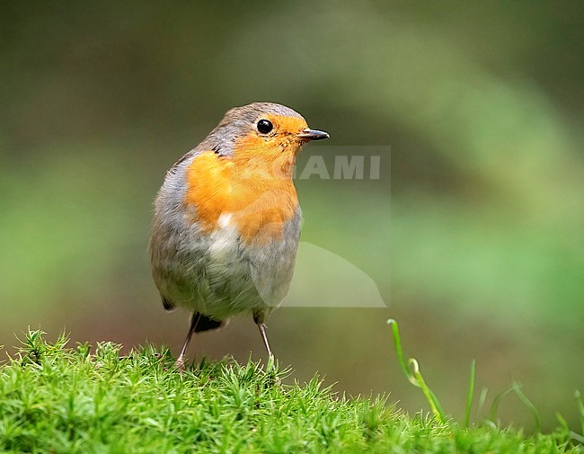 European Robin (Erithacus rubecula), seen from the front, adult perched on the floor stock-image by Agami/Roy de Haas,