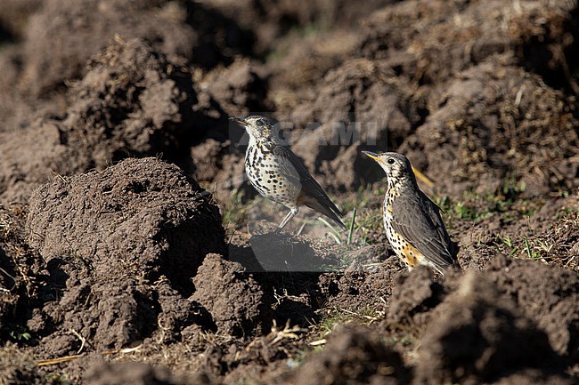 two groundscraper thrush (Turdus litsitsirupa) perching on the ground, found at Gaysay Plains in Ethiopia stock-image by Agami/Mathias Putze,