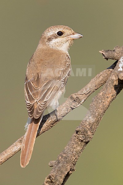 Isabelline Shrike (Lanius isabellinus), juvenile perched on a branch stock-image by Agami/Saverio Gatto,