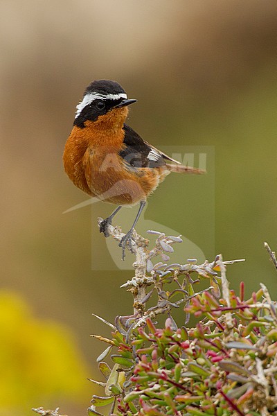 Mannetje Diadeemroodstaart, Male Moussier's Redstart stock-image by Agami/David Monticelli,