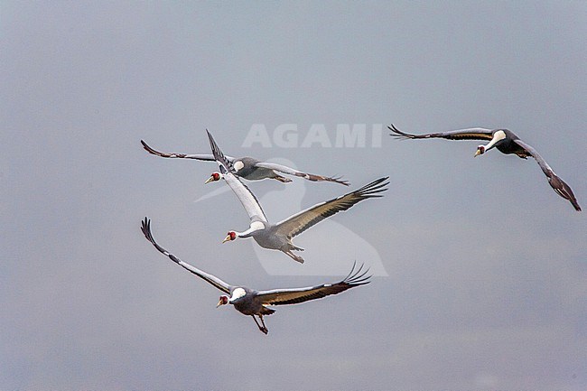 Wintering White-naped Crane (Antigone vipio) on the island Kyushu in Japan. Four cranes in flight. stock-image by Agami/Marc Guyt,