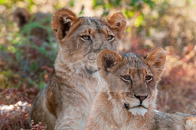 Portrait of a pair of resting lions, Panthera leo. Mashatu Game Reserve, Botswana. stock-image by Agami/Sergio Pitamitz,