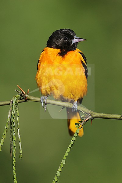 Adult male
Galveston Co., TX
April 2012 stock-image by Agami/Brian E Small,