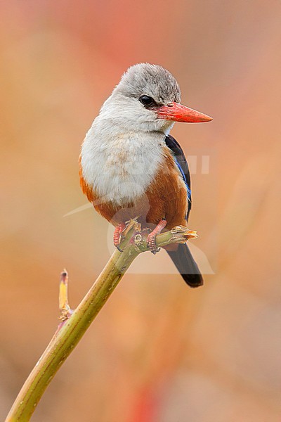 Grey-headed kingfisher, Santiago, Cape Verde (Halcyon leucocephala acteon) stock-image by Agami/Saverio Gatto,