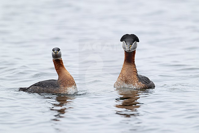 A couple of red-necked grebes (Podiceps grisegena) is displaying on Sulsdorfer Wieck at Fehmarn, an island at the german Baltic Sea stock-image by Agami/Mathias Putze,