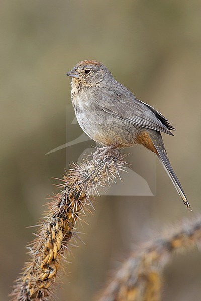 Adult 
Socorro Co., N.M.
December 2014 stock-image by Agami/Brian E Small,