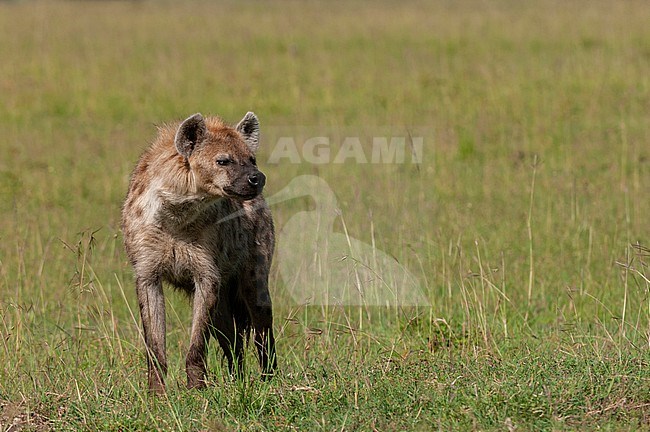 Portrait of a spotted hyena, Crocuta crocuta. Masai Mara National Reserve, Kenya. stock-image by Agami/Sergio Pitamitz,