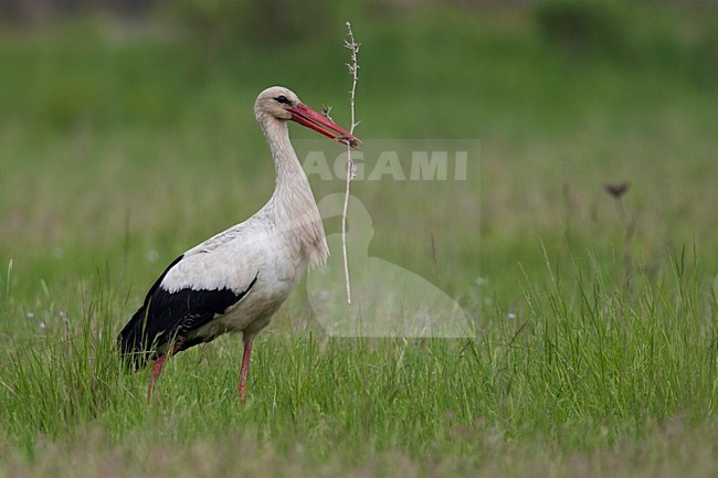 Ooievaar met tak; White Stork with a branch stock-image by Agami/Daniele Occhiato,