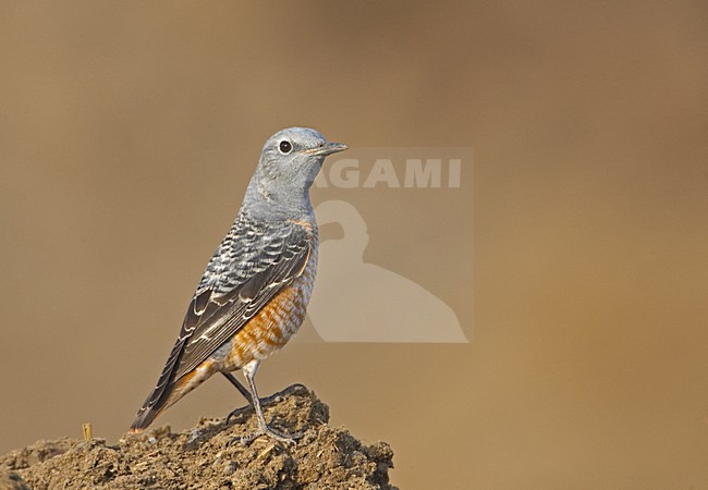 Rufous-tailed Rock Thrush adult male standing; Rode Rotslijster volwassen man staand stock-image by Agami/Jari Peltomäki,