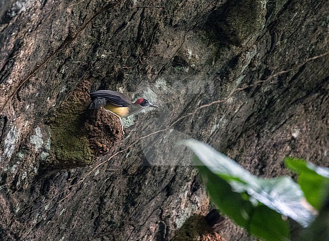Grey-necked Rockfowl (Picathartes oreas) in Cameroon. Also known as the grey-necked picathartes. Found in rocky areas of close-canopied rainforest. stock-image by Agami/Pete Morris,