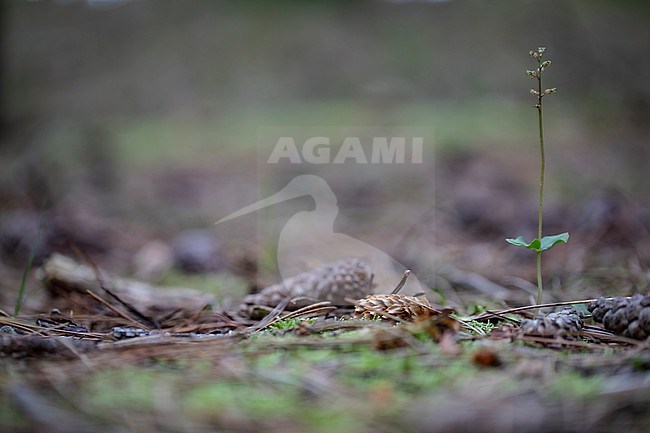 Lesser Twayblade, Neottia cordata stock-image by Agami/Wil Leurs,