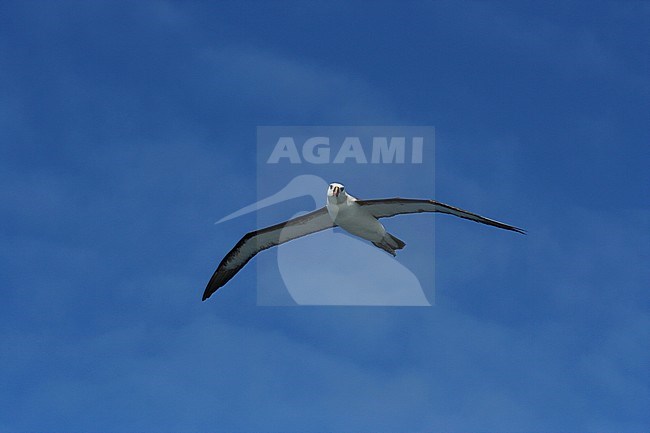 Atlantic Yellow-nosed Albatross (thalassarche chlororhynchos) on the Southern Atlantic Ocean. Hanging in the air behind a boat. stock-image by Agami/Marc Guyt,