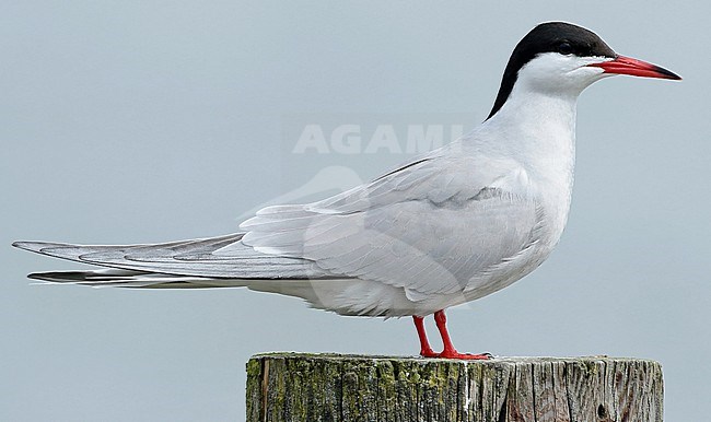 Common Tern (Sterna hirundo), adult sittiing on a pole, seen from the side. stock-image by Agami/Fred Visscher,