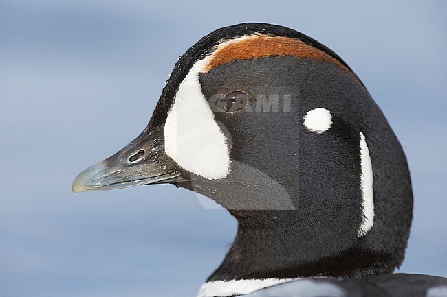 Harlequin Duck (Histrionicus histrionicus), close-up of an adult male, Northeastern Region, Iceland stock-image by Agami/Saverio Gatto,