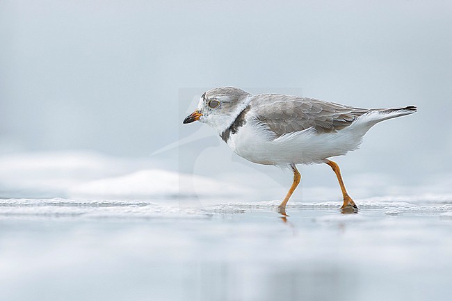 Adult Piping Plover (Charadrius melodus) in breeding plumage. 
Galveston Co., Texas, USA. stock-image by Agami/Brian E Small,