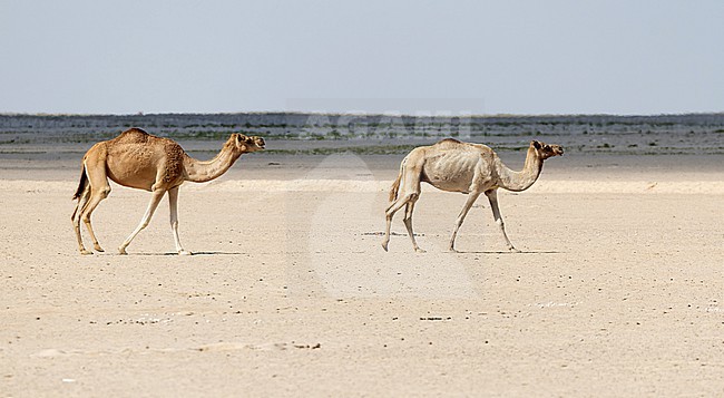 Arabian Camel (Camelus Dromedarius) two walking in the desert stock-image by Agami/Roy de Haas,