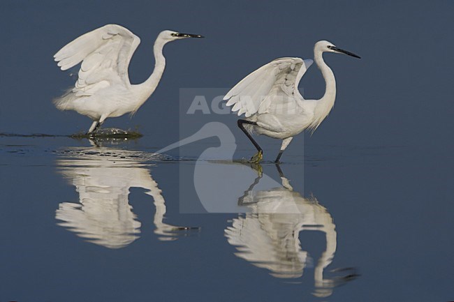 Little Egret foraging; Kleine Zilverreiger foeragerend stock-image by Agami/Daniele Occhiato,