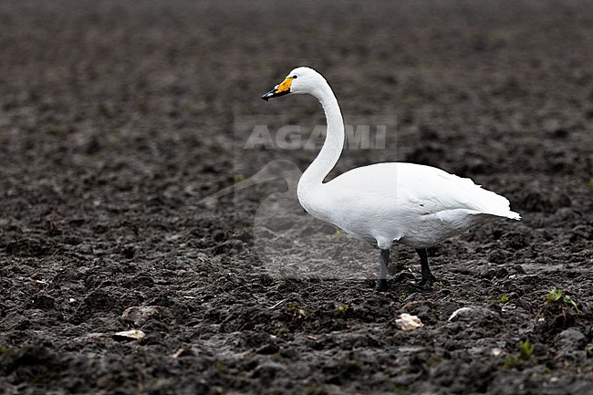  stock-image by Agami/Menno van Duijn,