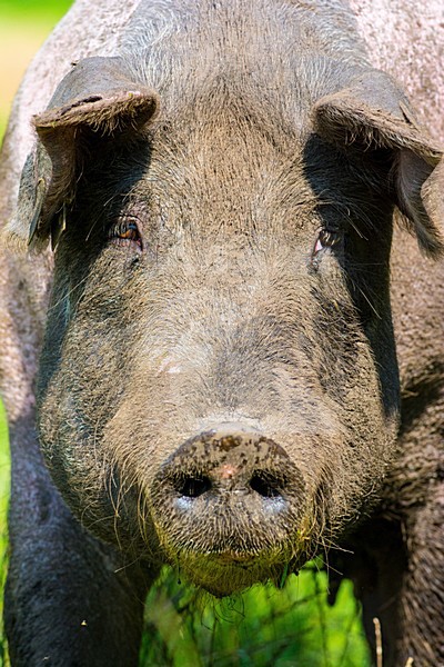 Vrije uitloop varken; Domestic Pig stock-image by Agami/Hans Germeraad,