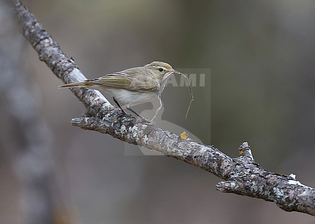 Eastern Bonelli's Warbler (Phylloscopus orientalis) in Turkey during spring. Also known as Balkan Warbler. stock-image by Agami/Michael McKee,