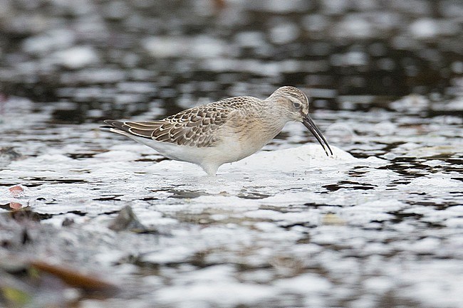 Krombekstrandloper onvolwassen, Curlew Sandpiper immature stock-image by Agami/Hugh Harrop,