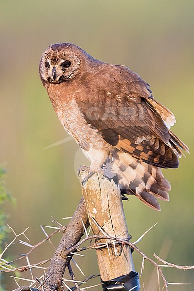 Marsh Owl (Asio capensis tingitanus), adult perched on a post in Morocco stock-image by Agami/Saverio Gatto,