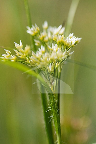 White Woodrush stock-image by Agami/Wil Leurs,