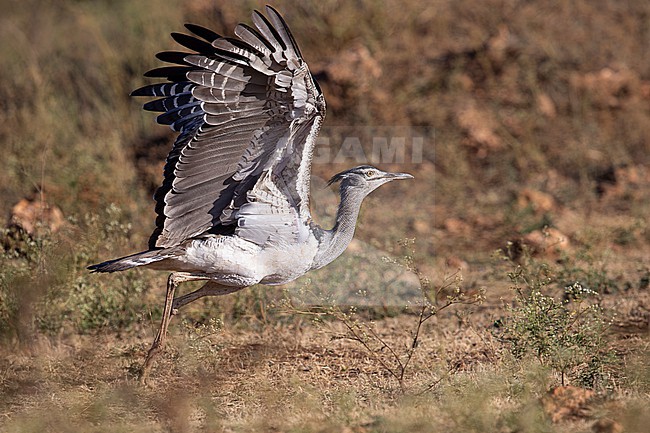 adult male kori bustard (Ardeotis kori) starts to fly, found at Liben Plains near Negele Borana in Ethiopia stock-image by Agami/Mathias Putze,