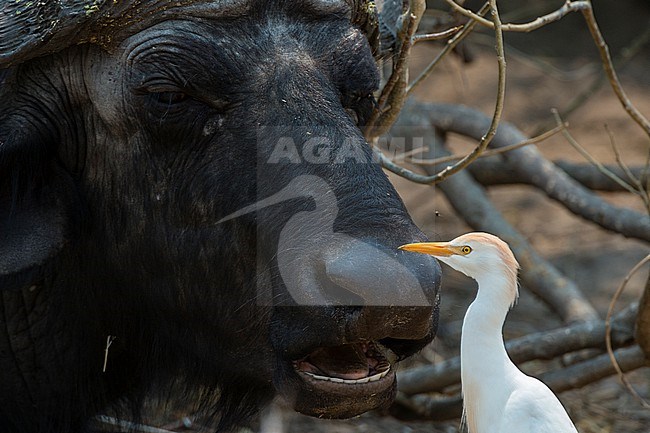A western cattle egret, Bubulcus ibis, picking insects off on an African buffalo, Syncerus caffer. Chobe National Park, Botswana. stock-image by Agami/Sergio Pitamitz,