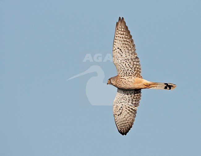Torenvalk mannetje vliegend; Common Kestrel male flying stock-image by Agami/Jari Peltomäki,