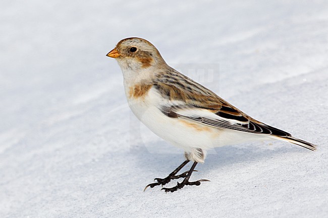 Zigolo delle nevi; Snow Bunting; Plectrophenax nivalis stock-image by Agami/Daniele Occhiato,