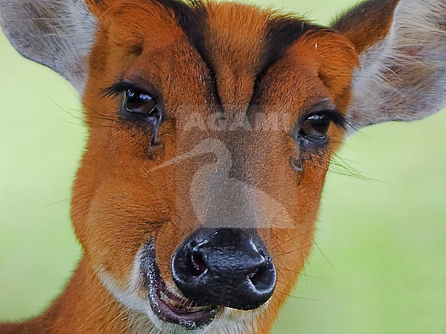 Vrouwtje Indische muntjak, Female Indian muntjac stock-image by Agami/Alex Vargas,