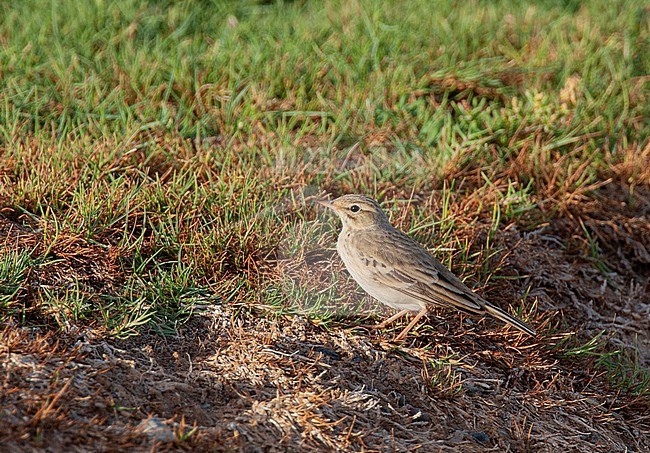 First winter Tawny Pipit (Anthus campestris) seen from the side and showing juvenile feathers. Standing on the ground in Egypt. stock-image by Agami/Edwin Winkel,