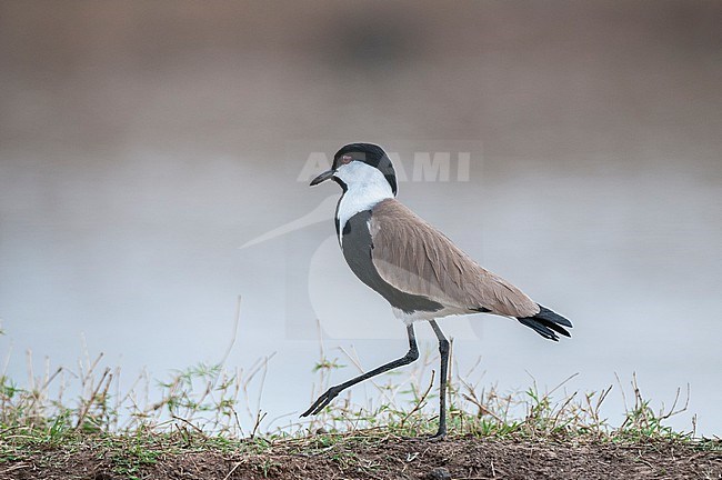 Portrait of a spur-winged lapwing, Vanellus spinosus. Masai Mara National Reserve, Kenya. stock-image by Agami/Sergio Pitamitz,