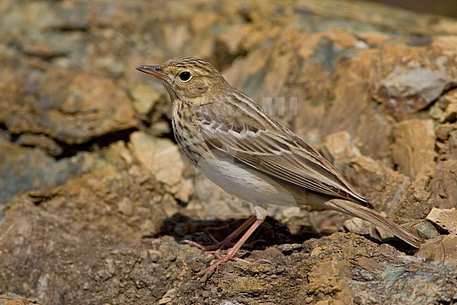 Zittende Boompieper; Tree Pipit perched stock-image by Agami/Daniele Occhiato,