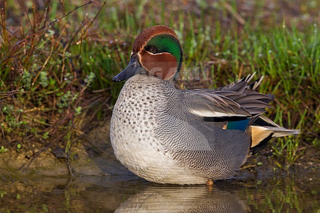 Mannetje Wintertaling, Male Common Teal stock-image by Agami/Daniele Occhiato,