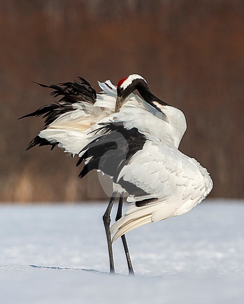 Preening adult Red-crowned Crane (Grus japonensis) standing on a snow covered meadow on the island Hokkaido in Japan during winter. stock-image by Agami/Marc Guyt,
