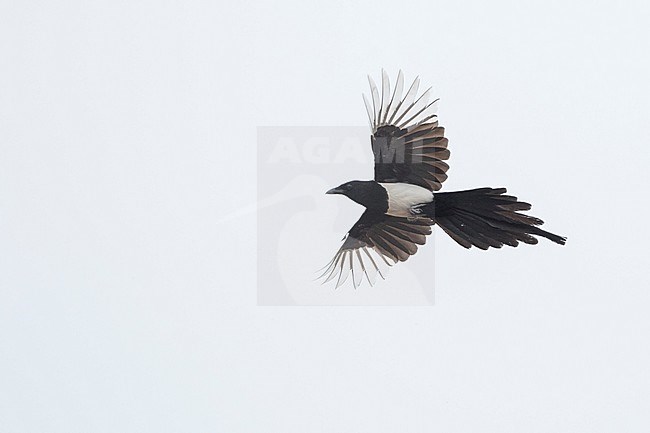 Eurasian Magpie - Elster - Pica pica ssp. leucoptera, Russia (Baikal), adult stock-image by Agami/Ralph Martin,