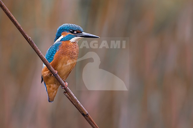 Common Kingfisher; Alcedo atthis stock-image by Agami/Daniele Occhiato,