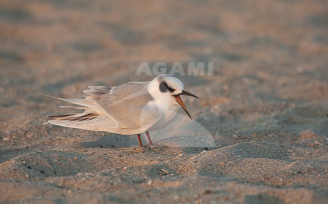 Forster's Tern (Sterna forsteri) standing screaming on beach in Cape May, New Jersey, USA stock-image by Agami/Helge Sorensen,