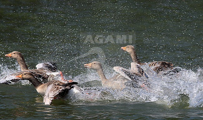 Tijdens de rui kunnen grauwe ganzen niet vliegen. Bij onraad gebruiken ze hun vleugels als een soort roeispanen. During the moult Grey-lag Geese cannot fly. They use their wings in case of an emergency als a kind of rowing oars. stock-image by Agami/Jacques van der Neut,