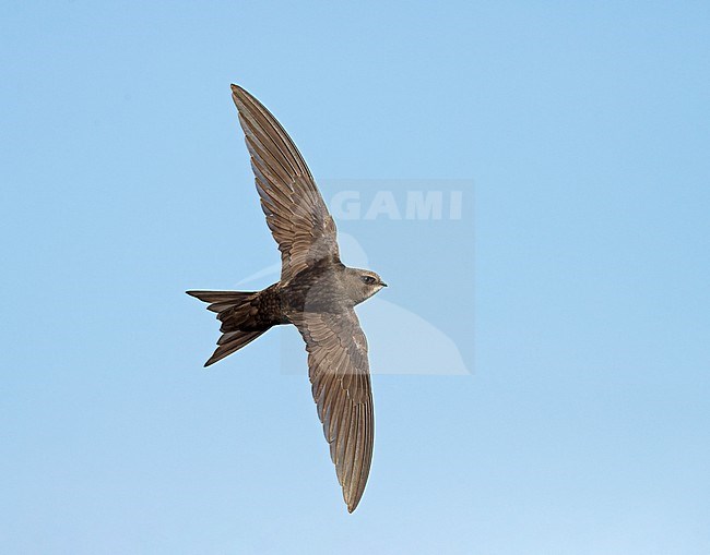 Common Swift (Apus apus) flying, migrating in blue sky showing upperside stock-image by Agami/Ran Schols,